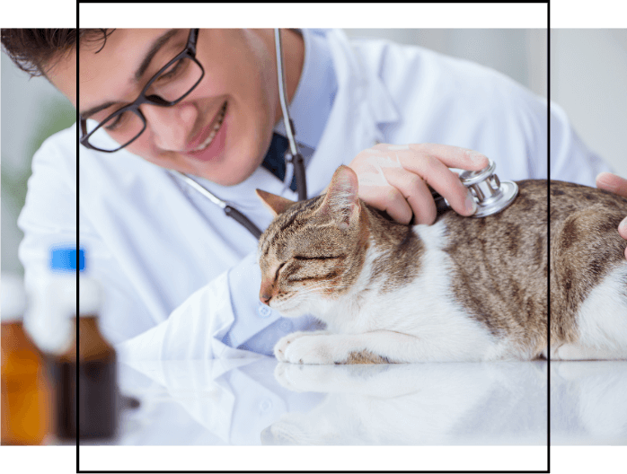 A person with a stethoscope examining a cat