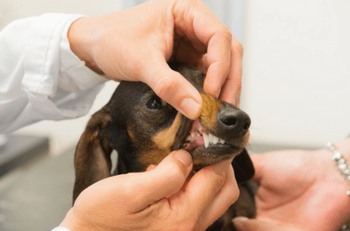 Vet examining a dog's teeth