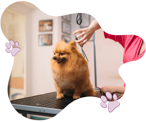 pet-grooming-new Lady grooming a dog