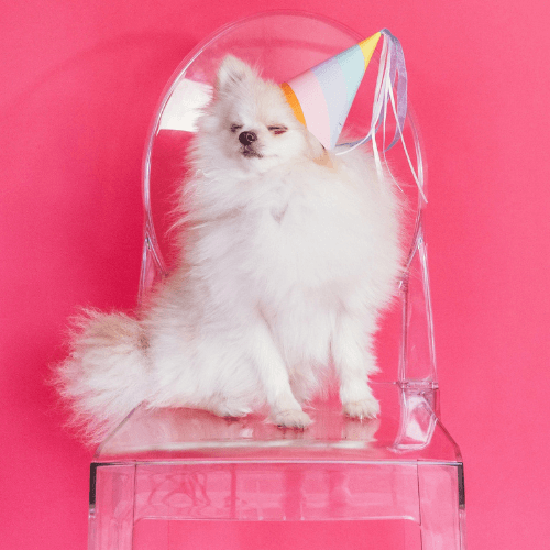 Dog sitting on a chair with a party hat