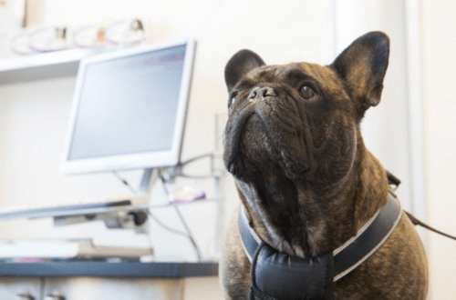 Dog inside laboratory