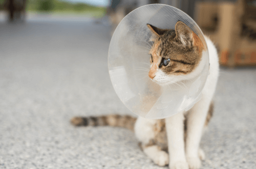 Cat wearing surgery cone