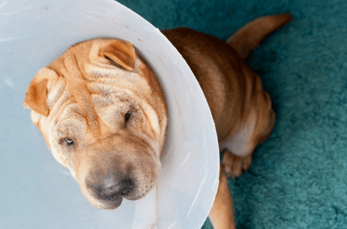 Dog wearing surgery cone