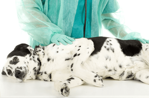 Vet examining a dog