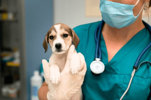 Veterinarian holding a puppy