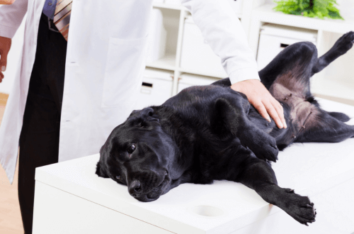 Vet examining a dog