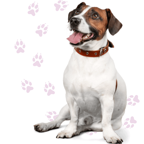 services-page-img Dog on paws background