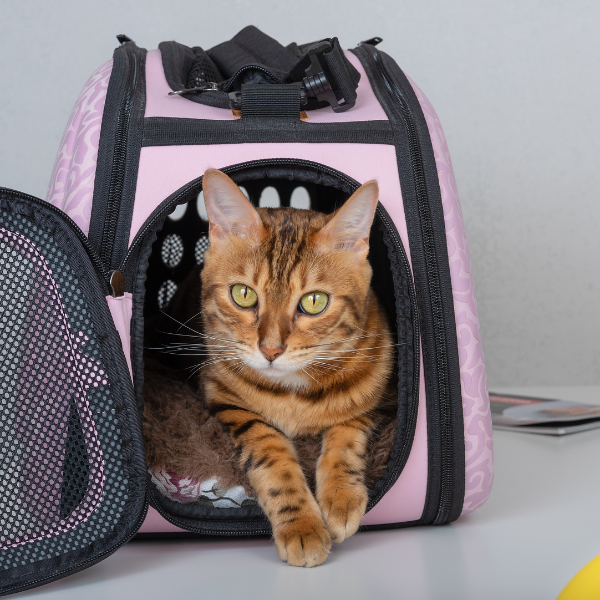 cat travel Dog sitting on a chair with a party hat